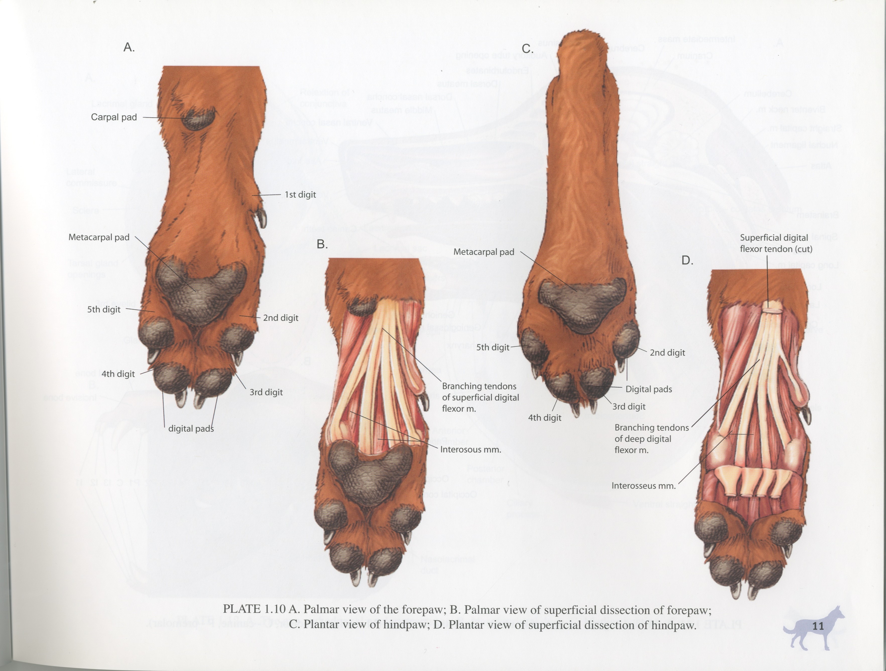 Где находится лапок. Анатомия лапы собаки передней. Анатомия кошачьих задних конечностей. Строение кости задней лапы собаки. Лапа кошки анатомия костей.